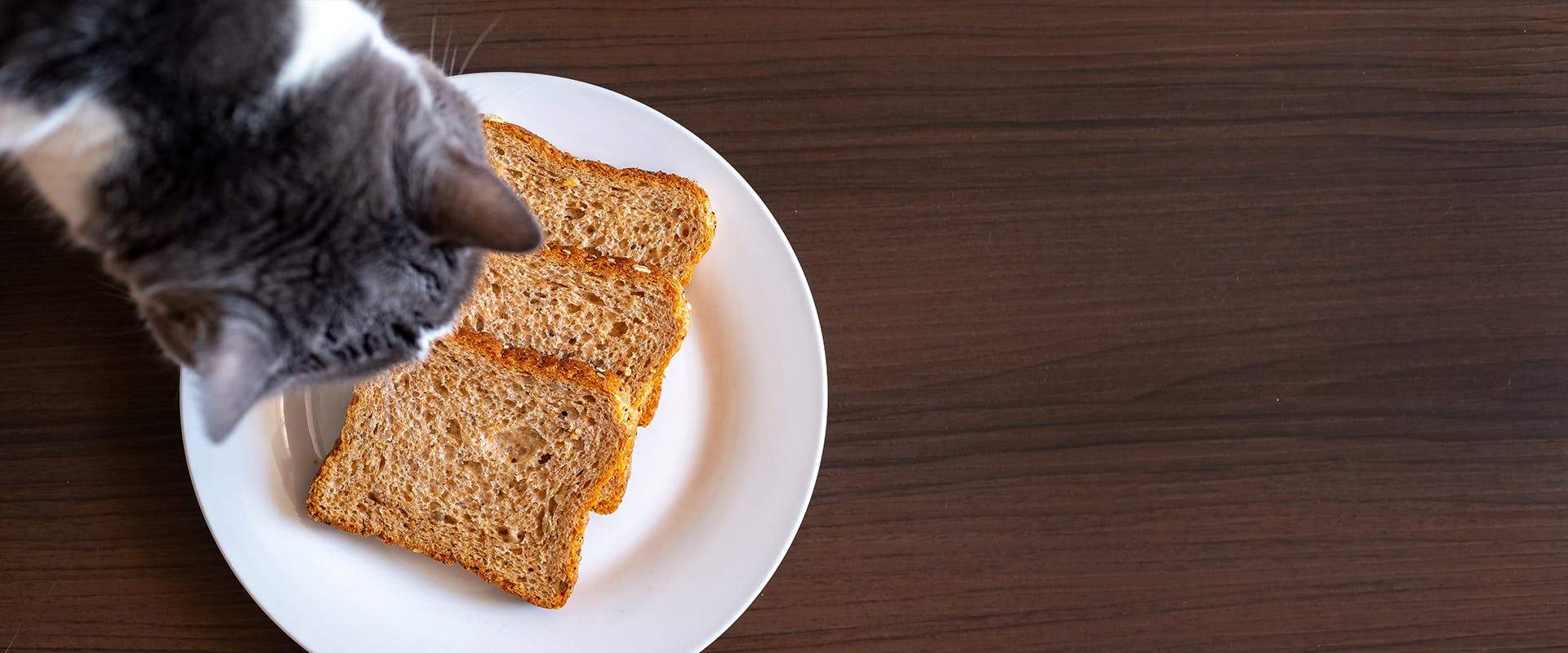 Is bread top good for cats